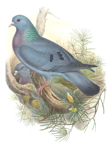 Volume IV, plate 2 of Gould's The Birds of Great Britain: Stock Dove (Columba oenas)