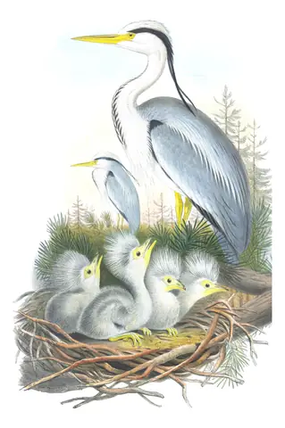 Volume IV, plate 20 of Gould's The Birds of Great Britain: Gray Heron (Ardea cinerea)