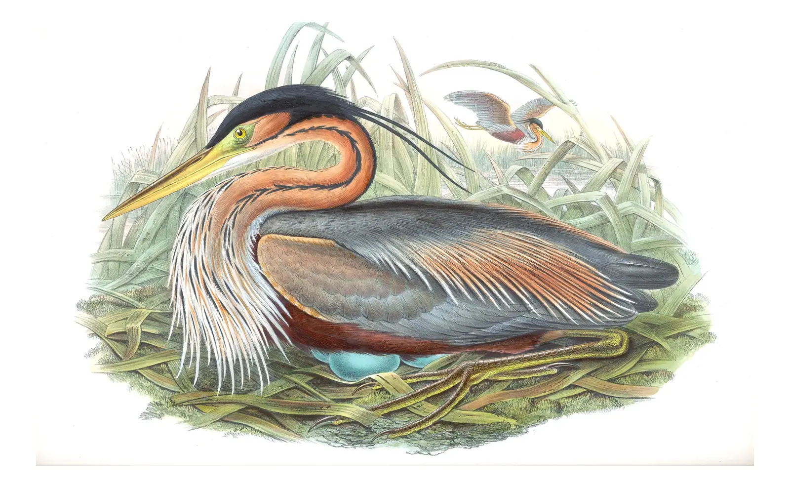 Volume IV, plate 21 of Gould's The Birds of Great Britain: Purple Heron (Ardea purpurea)