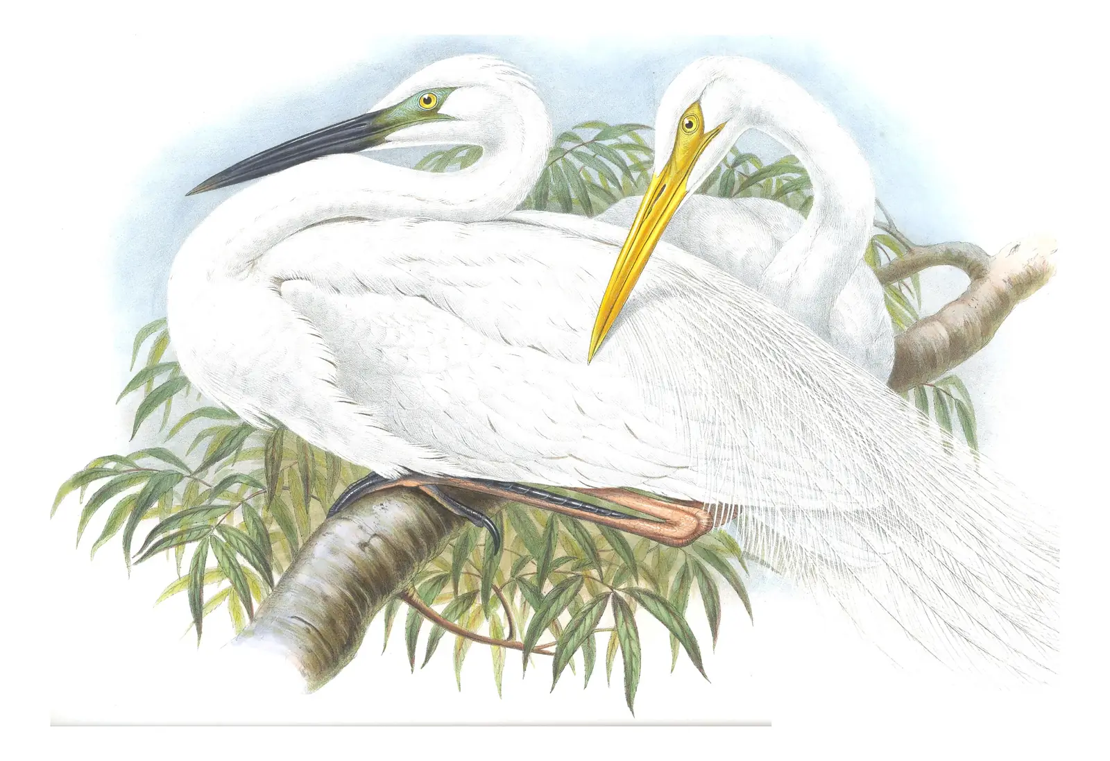 Volume IV, plate 22 of Gould's The Birds of Great Britain: Great Egret (Ardea alba)