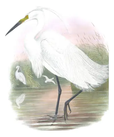 Volume IV, plate 23 of Gould's The Birds of Great Britain: Little Egret (Egretta garzetta)