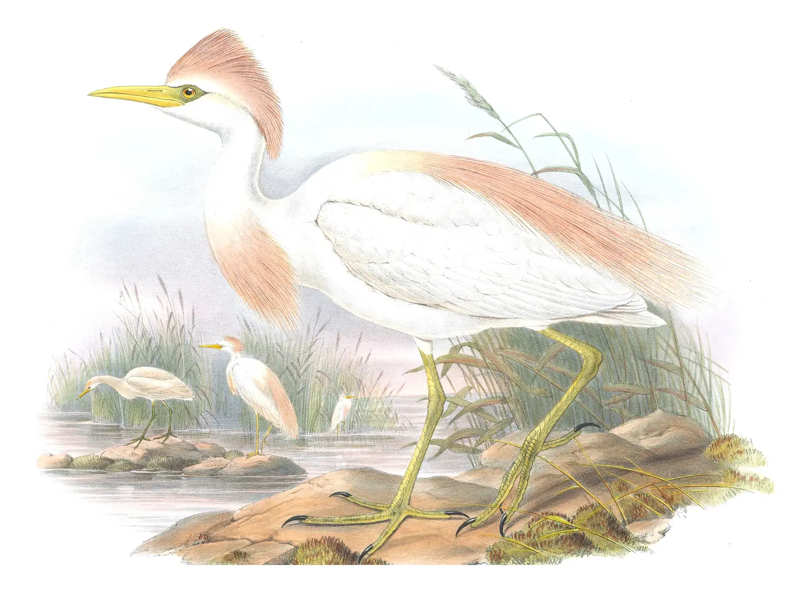 Volume IV, plate 24 of Gould's The Birds of Great Britain: Western Cattle-Egret (Ardea ibis)