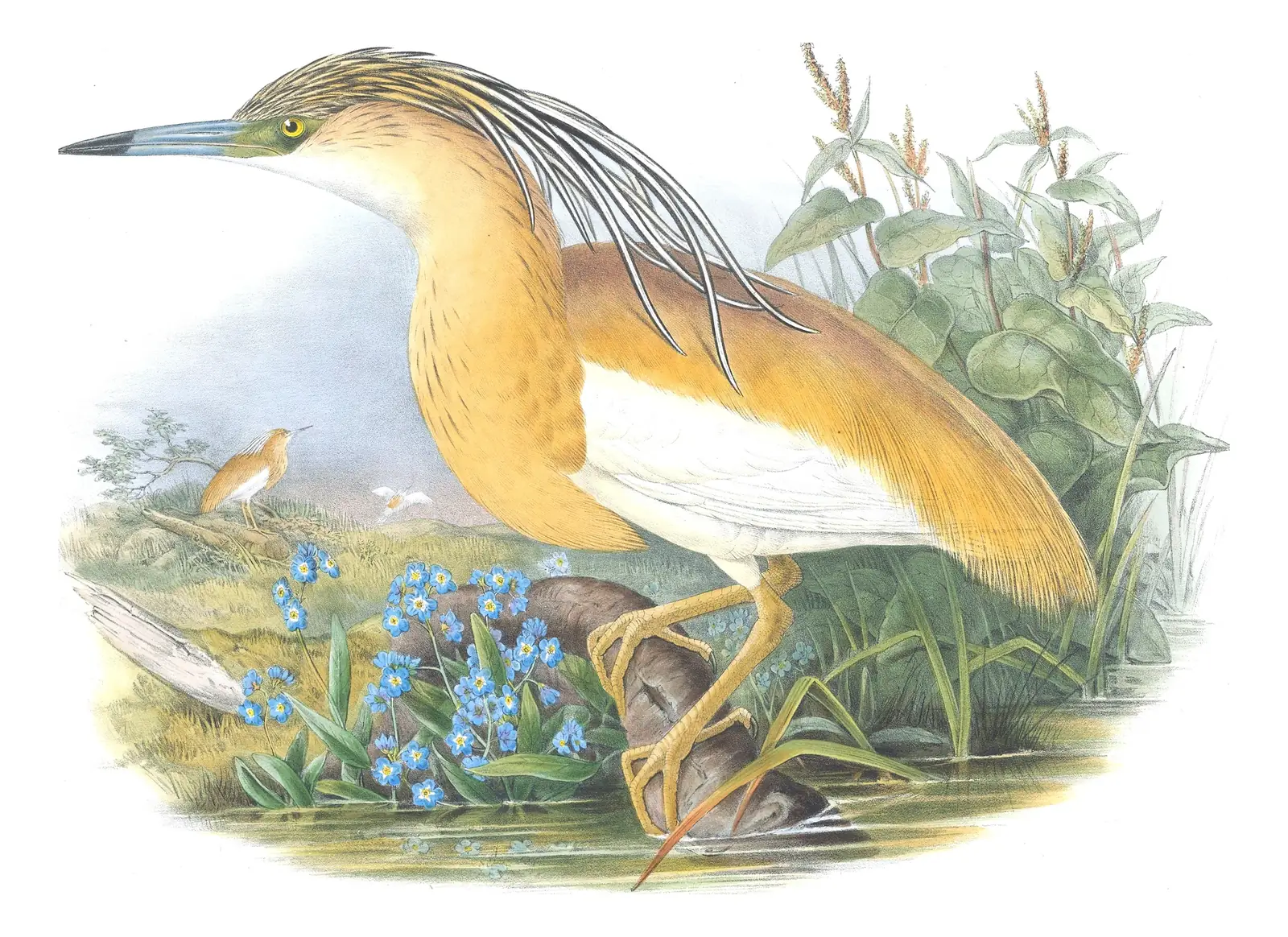 Volume IV, plate 25 of Gould's The Birds of Great Britain: Squacco Heron (Ardeola ralloides)