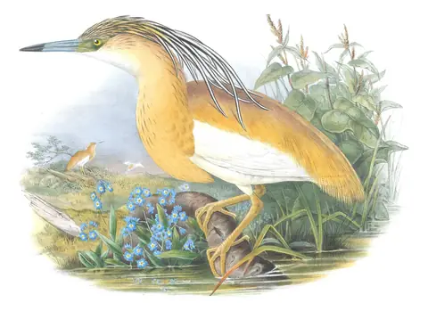 Volume IV, plate 25 of Gould's The Birds of Great Britain: Squacco Heron (Ardeola ralloides)