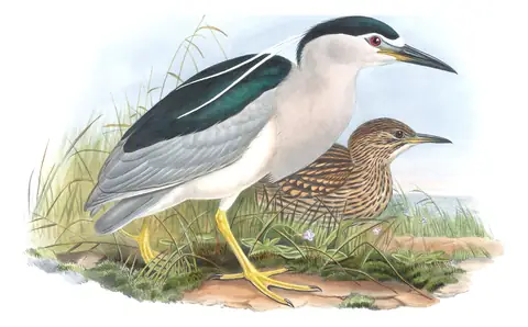 Volume IV, plate 26 of Gould's The Birds of Great Britain: Black-crowned Night Heron (Nycticorax nycticorax)