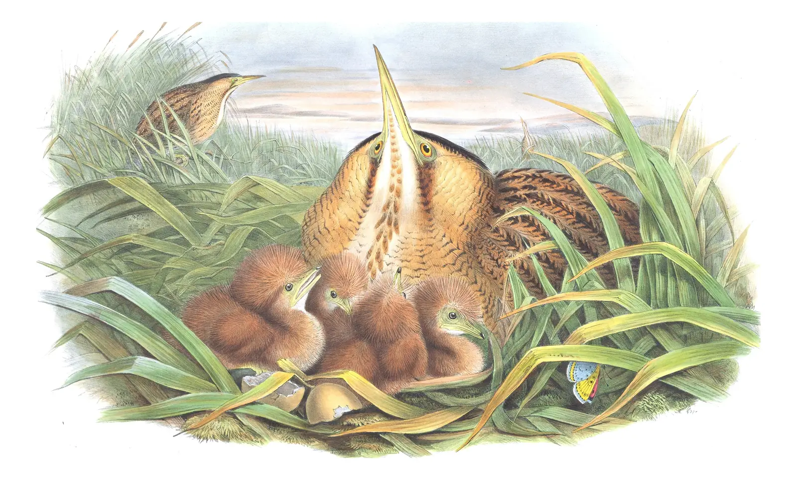 Volume IV, plate 27 of Gould's The Birds of Great Britain: Eurasian Bittern (Botaurus stellaris)