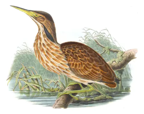 Volume IV, plate 28 of Gould's The Birds of Great Britain: American Bittern (Botaurus lentiginosus)