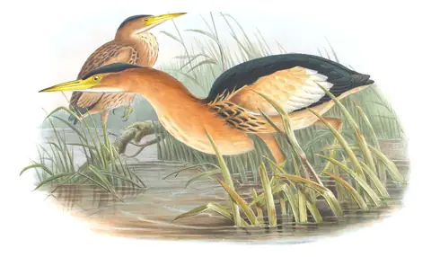 Volume IV, plate 29 of Gould's The Birds of Great Britain: Little Bittern (Botaurus minutus)