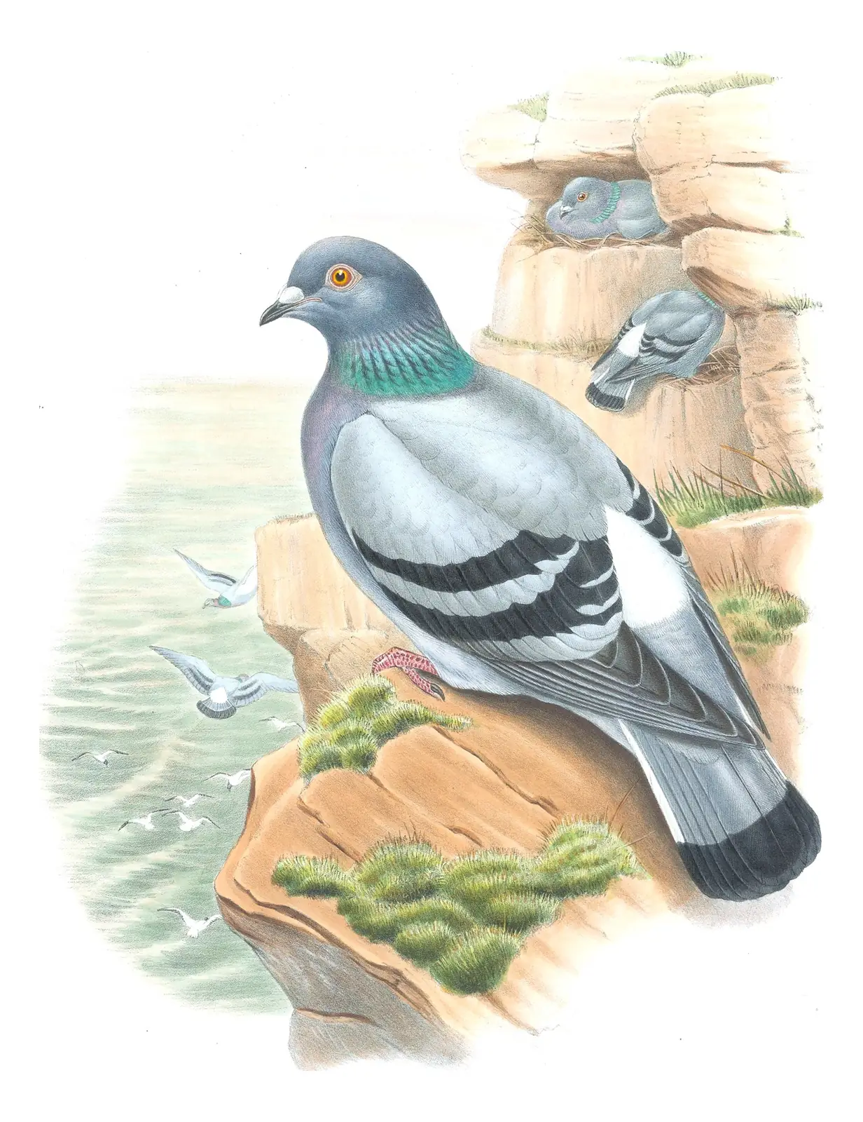 Volume IV, plate 3 of Gould's The Birds of Great Britain: Rock Pigeon (Columba livia)