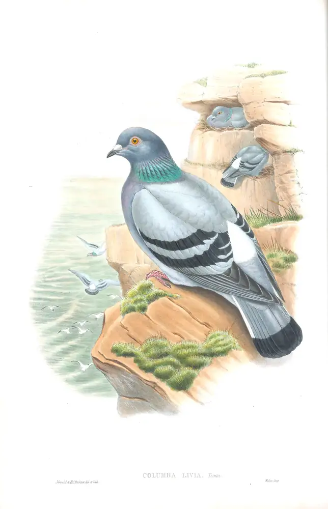 The whole sheet of volume IV, plate 3, with its engraved caption