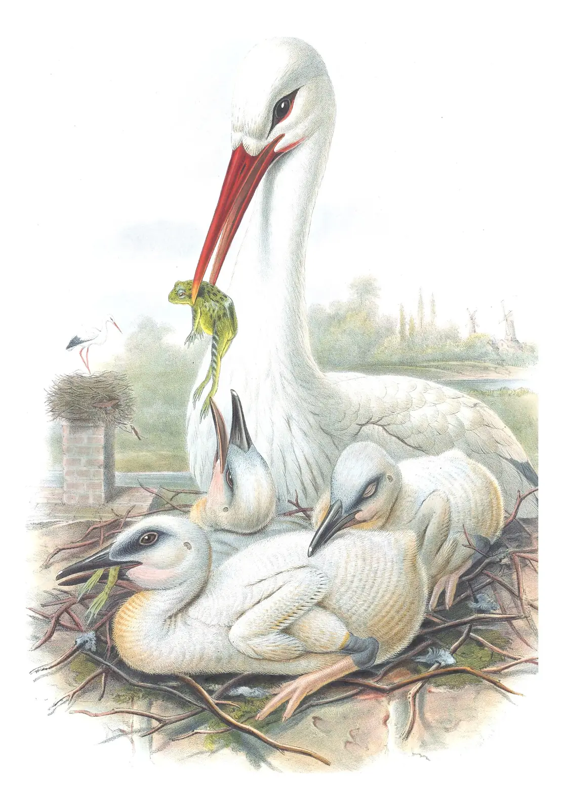 Volume IV, plate 30 of Gould's The Birds of Great Britain: White Stork (Ciconia ciconia)