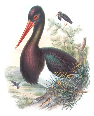 Volume IV, plate 31 of Gould's The Birds of Great Britain: Black Stork (Ciconia nigra)