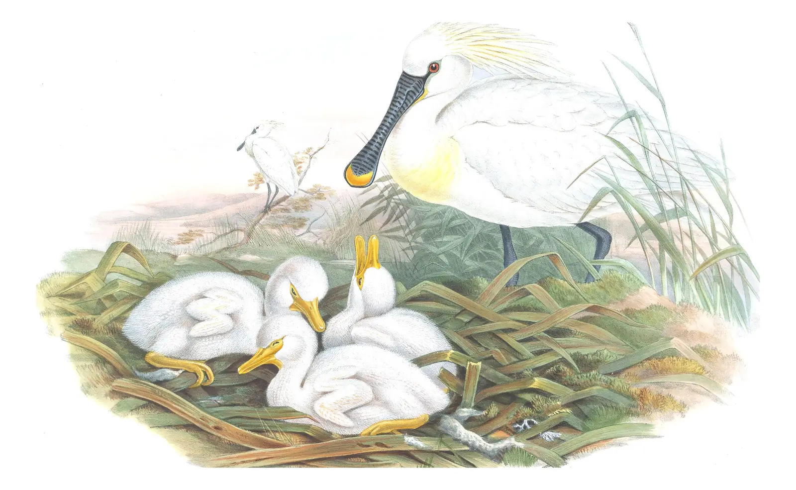 Volume IV, plate 32 of Gould's The Birds of Great Britain: Eurasian Spoonbill (Platalea leucorodia)