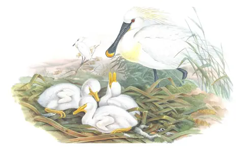 Volume IV, plate 32 of Gould's The Birds of Great Britain: Eurasian Spoonbill (Platalea leucorodia)