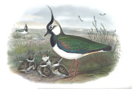 Volume IV, plate 33 of Gould's The Birds of Great Britain: Northern Lapwing (Vanellus vanellus)