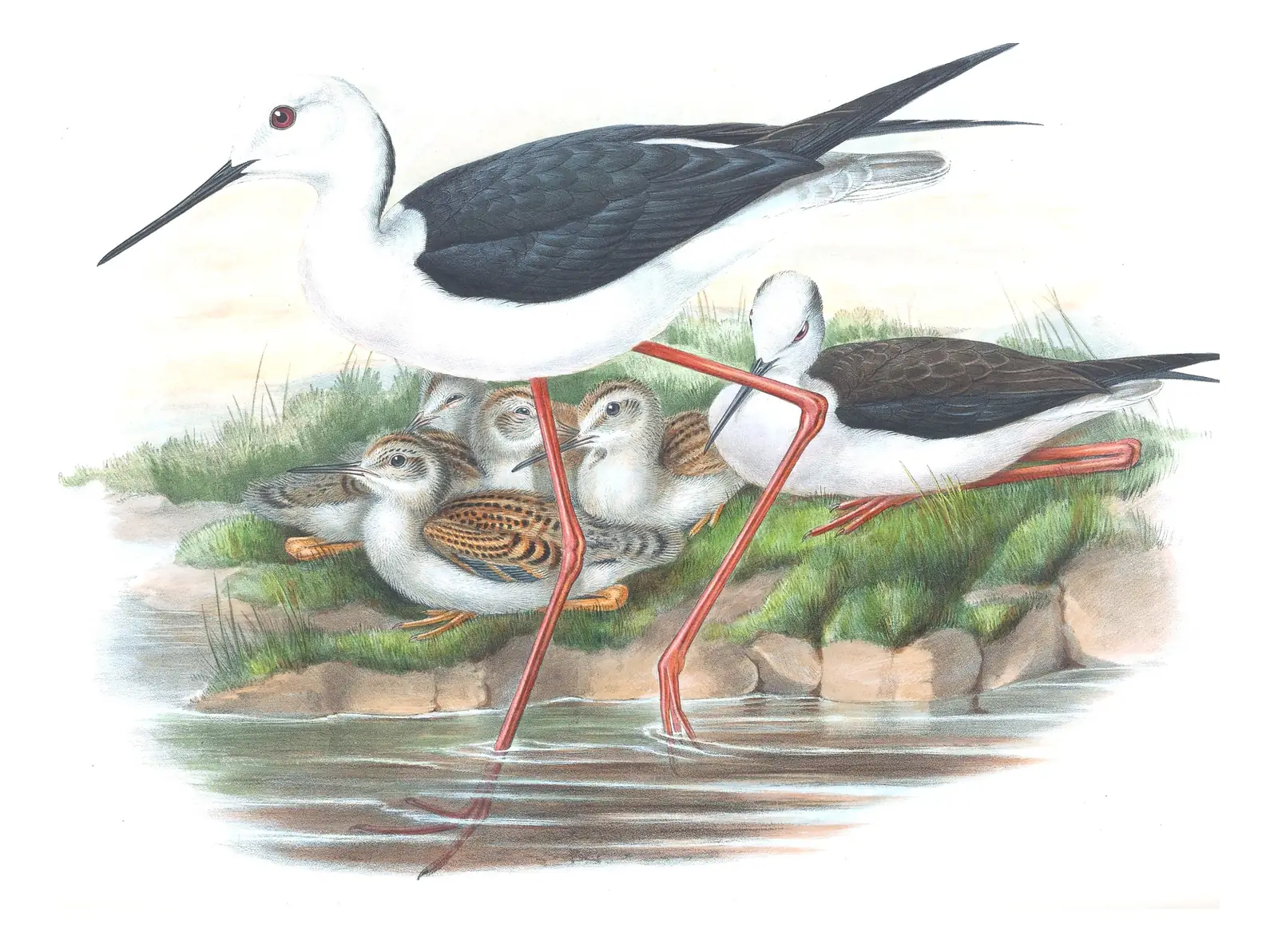 Volume IV, plate 34 of Gould's The Birds of Great Britain: Black-winged Stilt (Himantopus himantopus)