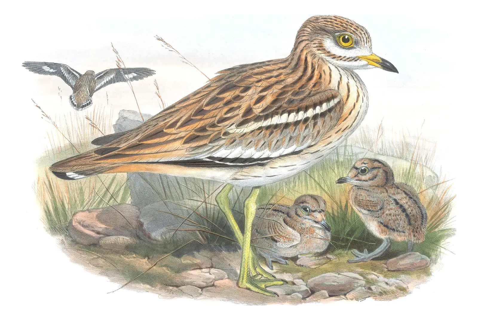 Volume IV, plate 35 of Gould's The Birds of Great Britain: Eurasian Thick-knee (Burhinus oedicnemus)