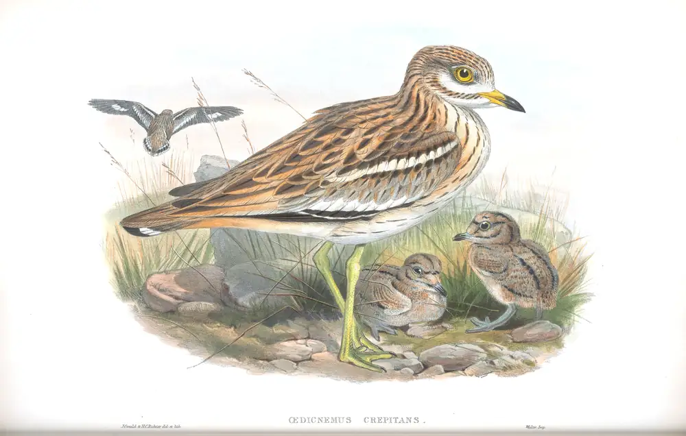 The whole sheet of volume IV, plate 35, with its engraved caption