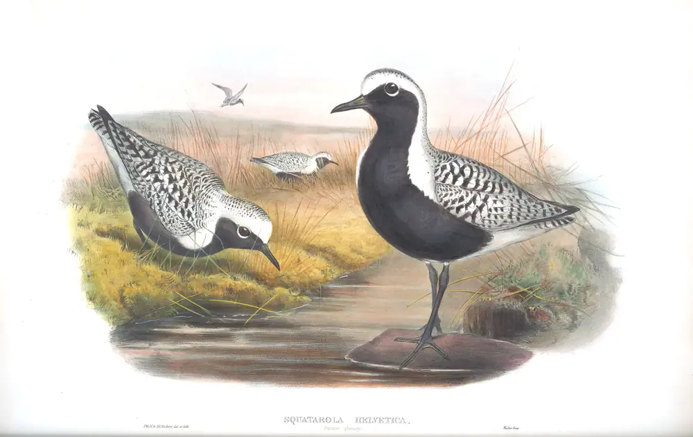 The whole sheet of volume IV, plate 36, with its engraved caption