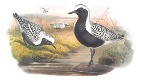 Volume IV, plate 36 of Gould's The Birds of Great Britain: Black-bellied Plover (Pluvialis squatarola)