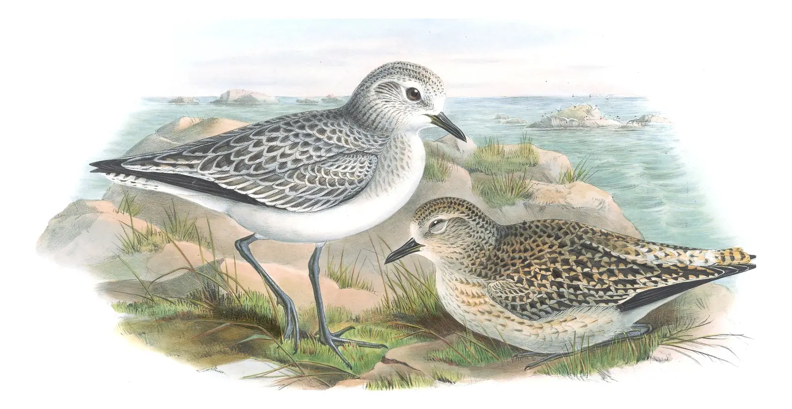 Volume IV, plate 37 of Gould's The Birds of Great Britain: Black-bellied Plover (Pluvialis squatarola)