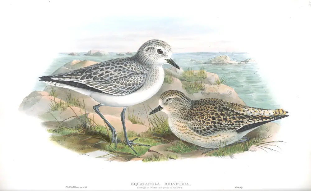 The whole sheet of volume IV, plate 37, with its engraved caption