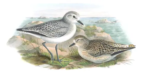 Volume IV, plate 37 of Gould's The Birds of Great Britain: Black-bellied Plover (Pluvialis squatarola)