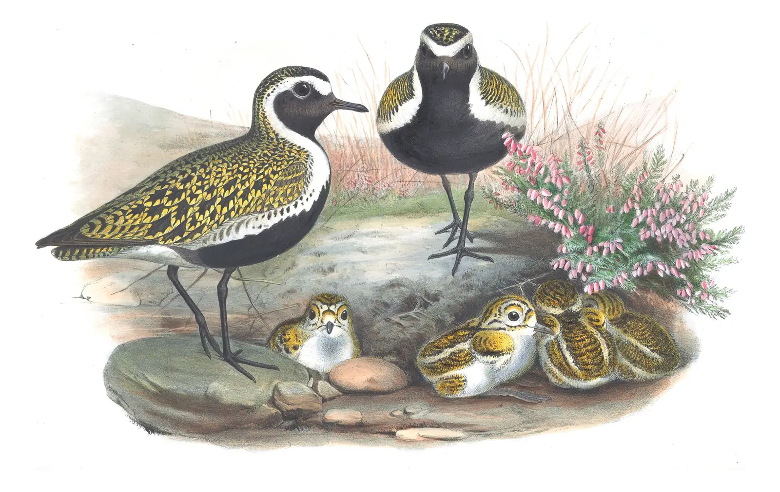 Volume IV, plate 38 of Gould's The Birds of Great Britain: European Golden-Plover (Pluvialis apricaria)