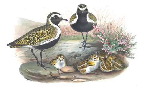 Volume IV, plate 38 of Gould's The Birds of Great Britain: European Golden-Plover (Pluvialis apricaria)