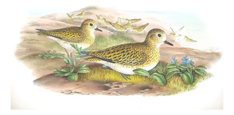 Volume IV, plate 39 of Gould's The Birds of Great Britain: European Golden-Plover (Pluvialis apricaria)