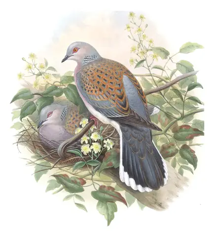 Volume IV, plate 4 of Gould's The Birds of Great Britain: European Turtle-Dove (Streptopelia turtur)