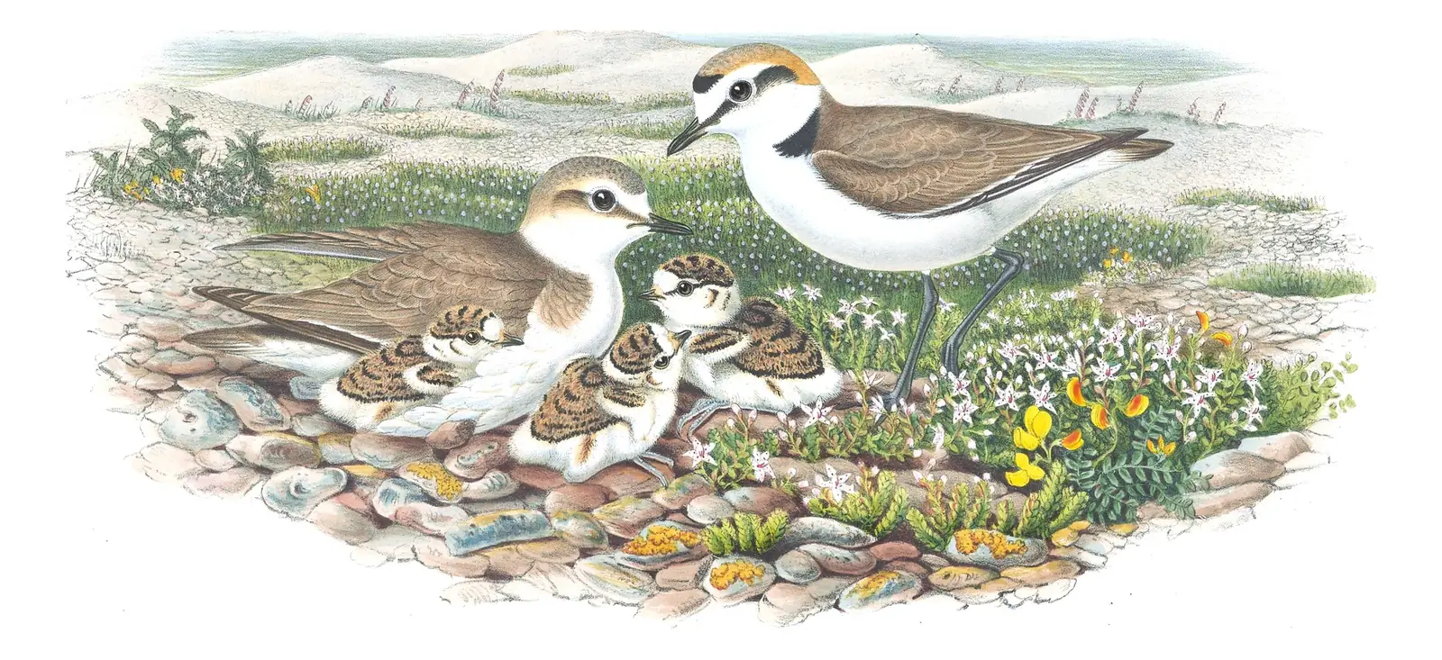 Volume IV, plate 40 of Gould's The Birds of Great Britain: Kentish Plover (Anarhynchus alexandrinus)