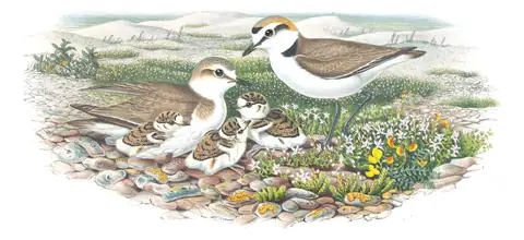 Volume IV, plate 40 of Gould's The Birds of Great Britain: Kentish Plover (Anarhynchus alexandrinus)