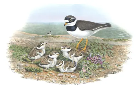 Volume IV, plate 41 of Gould's The Birds of Great Britain: Common Ringed Plover (Charadrius hiaticula)