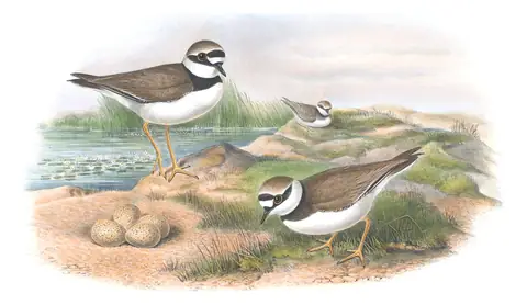 Volume IV, plate 42 of Gould's The Birds of Great Britain: Little Ringed Plover (Thinornis dubius)