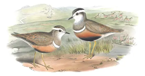 Volume IV, plate 43 of Gould's The Birds of Great Britain: Eurasian Dotterel (Eudromias morinellus)