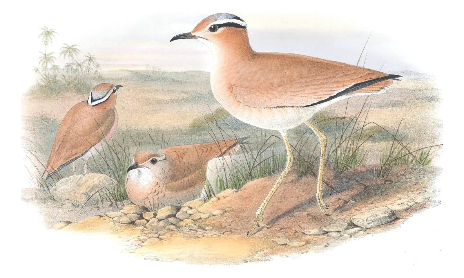 Volume IV, plate 44 of Gould's The Birds of Great Britain: Cream-colored Courser (Cursorius cursor)