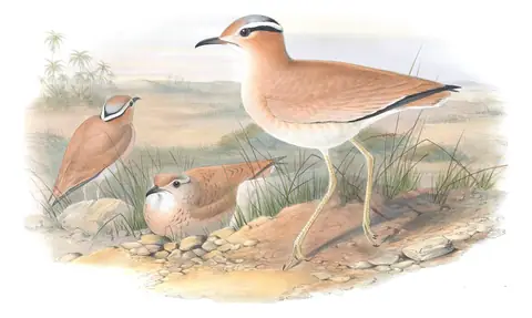 Volume IV, plate 44 of Gould's The Birds of Great Britain: Cream-colored Courser (Cursorius cursor)