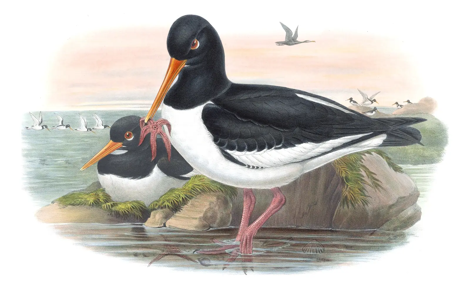 Volume IV, plate 45 of Gould's The Birds of Great Britain: Eurasian Oystercatcher (Haematopus ostralegus)