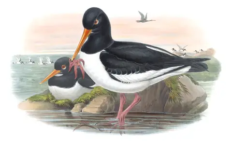 Volume IV, plate 45 of Gould's The Birds of Great Britain: Eurasian Oystercatcher (Haematopus ostralegus)