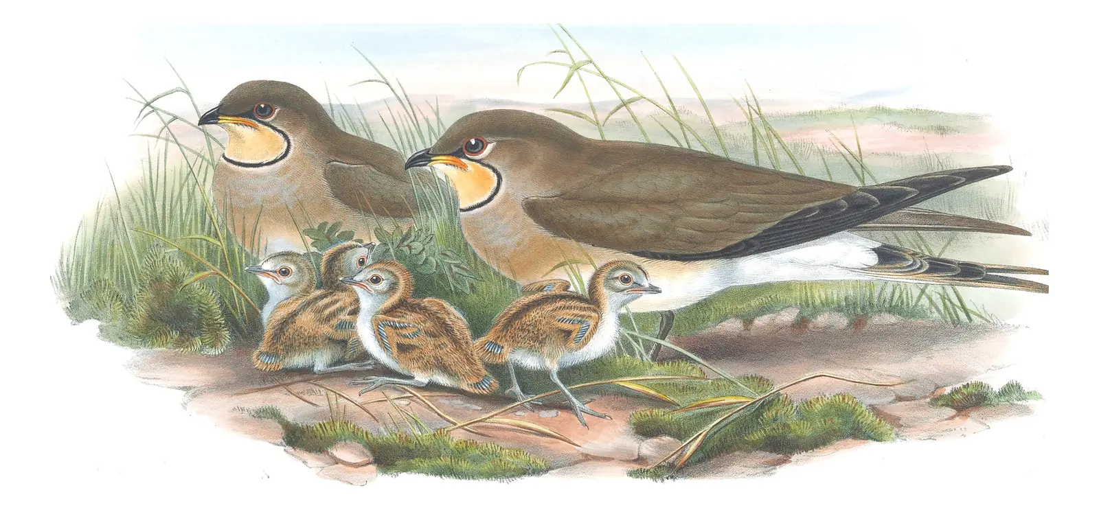 Volume IV, plate 46 of Gould's The Birds of Great Britain: Collared Pratincole (Glareola pratincola)