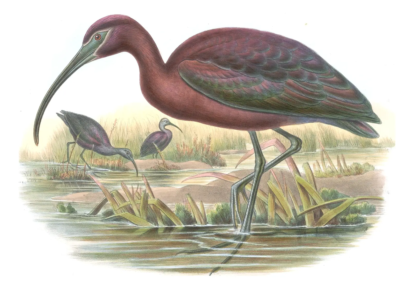 Volume IV, plate 47 of Gould's The Birds of Great Britain: Glossy Ibis (Plegadis falcinellus)