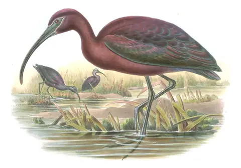 Volume IV, plate 47 of Gould's The Birds of Great Britain: Glossy Ibis (Plegadis falcinellus)