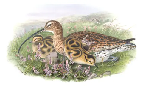 Volume IV, plate 48 of Gould's The Birds of Great Britain: Eurasian Curlew (Numenius arquata)