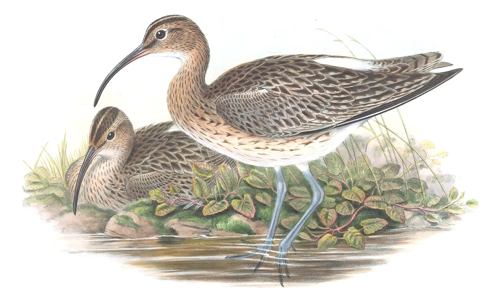 Volume IV, plate 49 of Gould's The Birds of Great Britain: Eurasian Whimbrel (Numenius phaeopus)