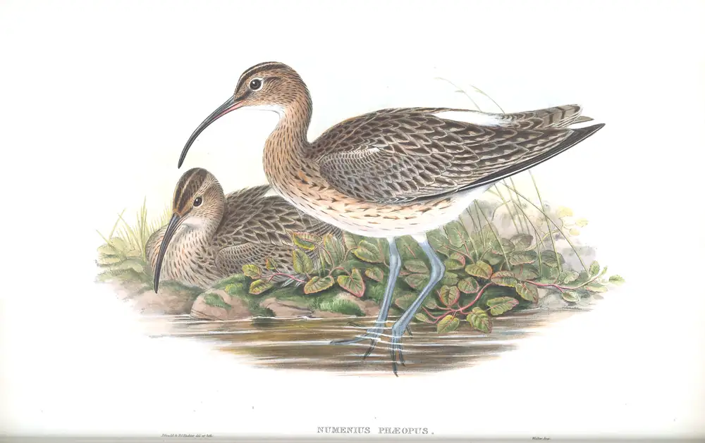 The whole sheet of volume IV, plate 49, with its engraved caption