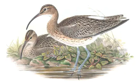 Volume IV, plate 49 of Gould's The Birds of Great Britain: Eurasian Whimbrel (Numenius phaeopus)