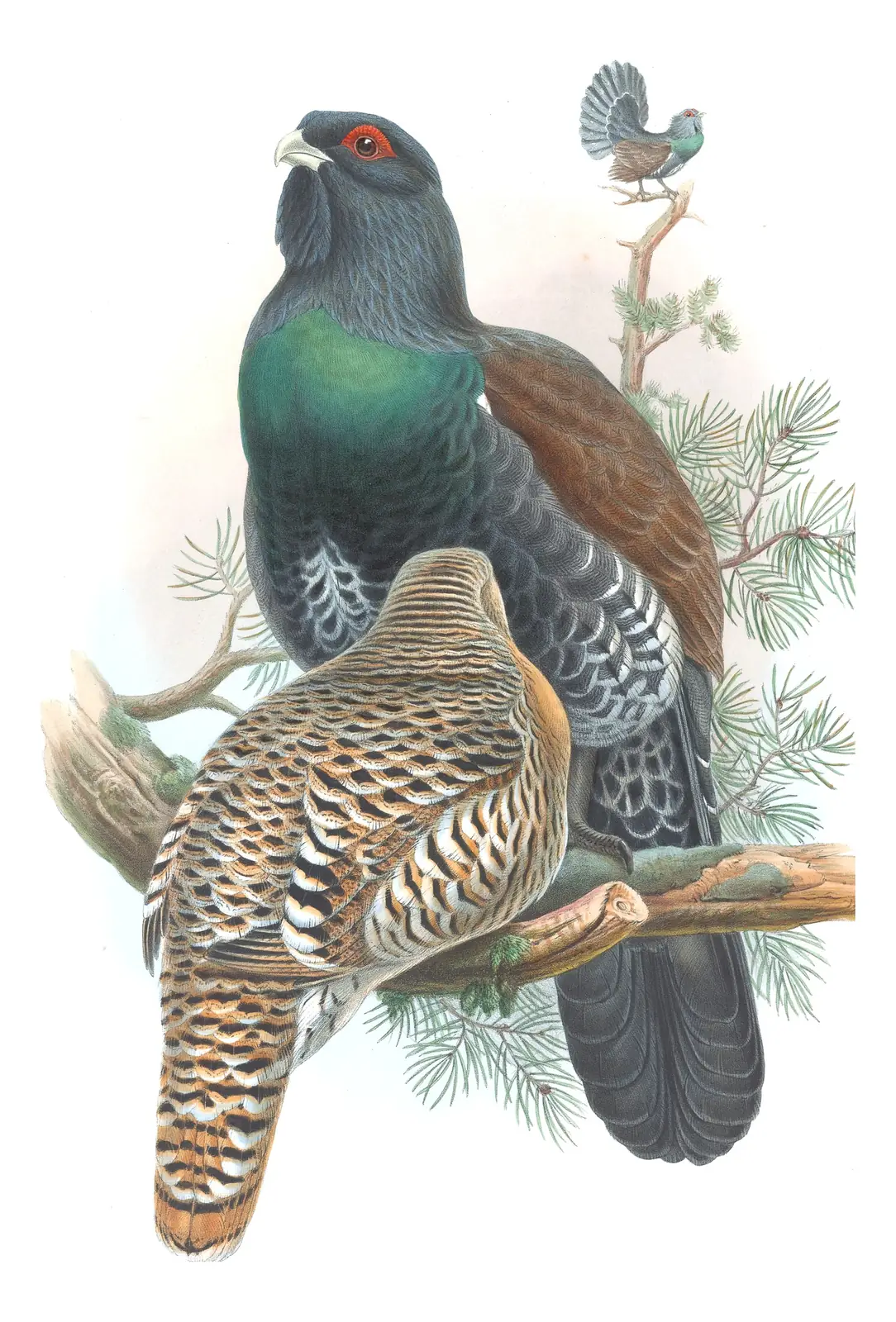 Volume IV, plate 5 of Gould's The Birds of Great Britain: Western Capercaillie (Tetrao urogallus)