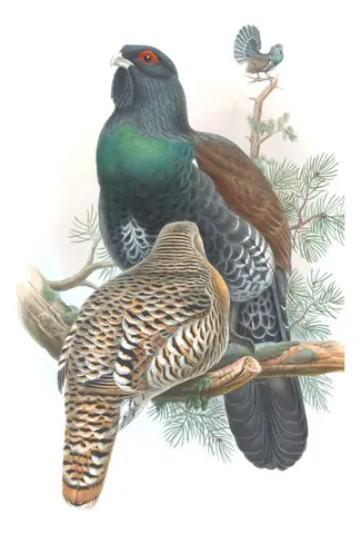 Volume IV, plate 5 of Gould's The Birds of Great Britain: Western Capercaillie (Tetrao urogallus)