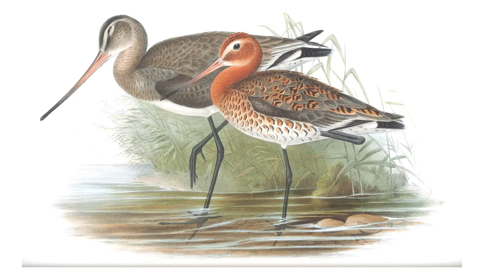 Volume IV, plate 50 of Gould's The Birds of Great Britain: Black-tailed Godwit (Limosa limosa)